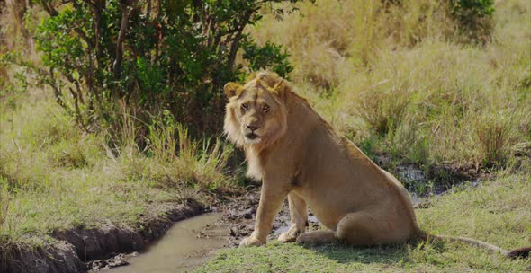 Lion sitting near a small creek alt