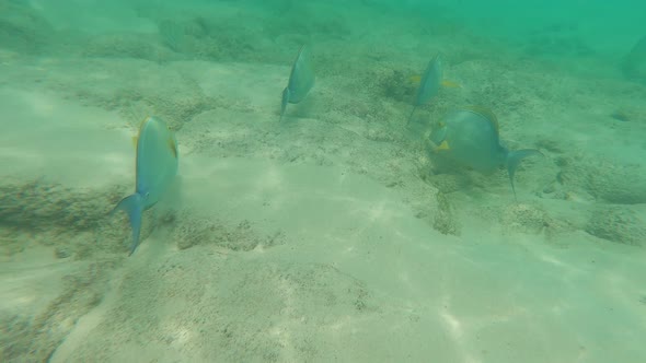 Fish In The Ocean alt