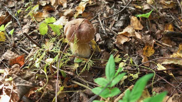 Porcini Mushrooms in the Forest
