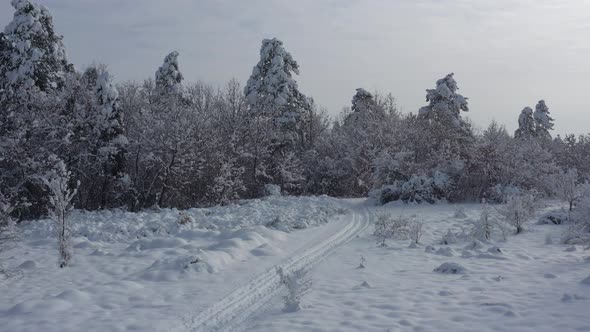 Idyllic scene in the snowed forest 4K drone video alt