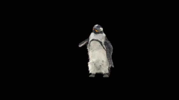 79 Penguin Dancing HD alt