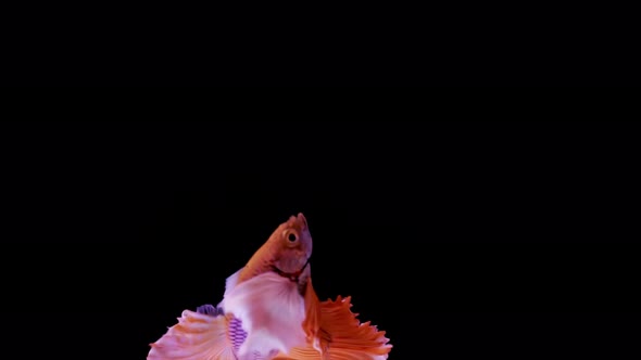 Siamese Elephant Ear Fighting Fish Betta Splendens - Vertical Format alt