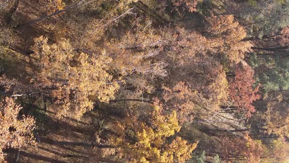 Vertical Video Aerial View of Trees in the Forest on an Autumn Day in Ukraine Slow Motion alt