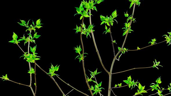 Spring leaves bloom alt