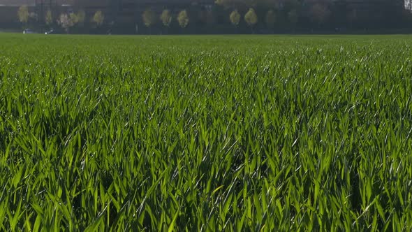 Wide shot of a green meadow, traffic in the background. Backlight from the sun, grass moving in the alt