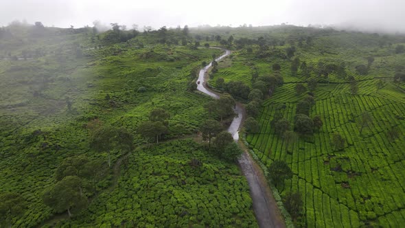 Aerial view of tea plantation with misty foggy forest in Bandung, Indonesia alt