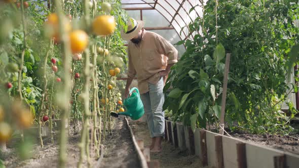 Wide Shot of Male Gardener Watering Tomatos Growing in Greenhouse alt