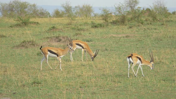 Thomsons gazelles grazing and walking alt