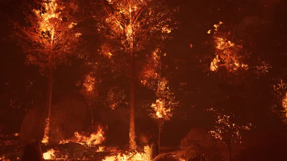 Large Flames of Forest Fire alt