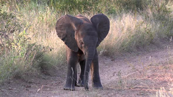 Close view of small elephant calf walking on dirt road and tall grass alt
