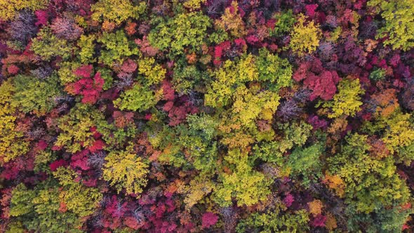 Autumn Multicolored Deciduous Forest Top View From a Quadrocopter alt