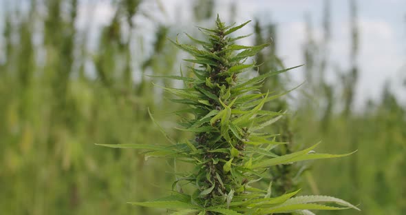 Medical Marijuana Seeds alt