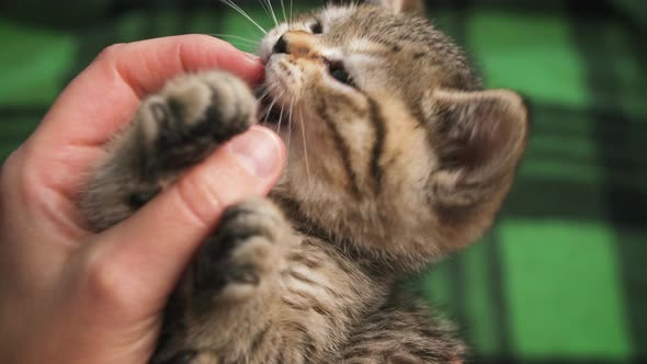 Playful Scottish Straight Kitten Biting the Finger of a Woman's Hand alt