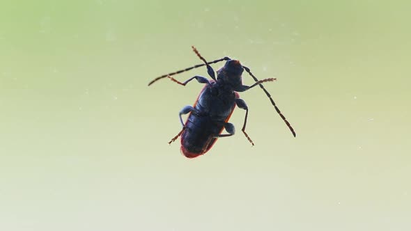 A Large Beetle with a Mustache Crawls on Glass in the Summer Background alt