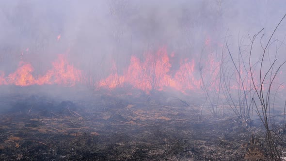 Fire in the Forest. Burning Dry Grass, Trees and Reeds. Wildfire. Slow Motion. alt
