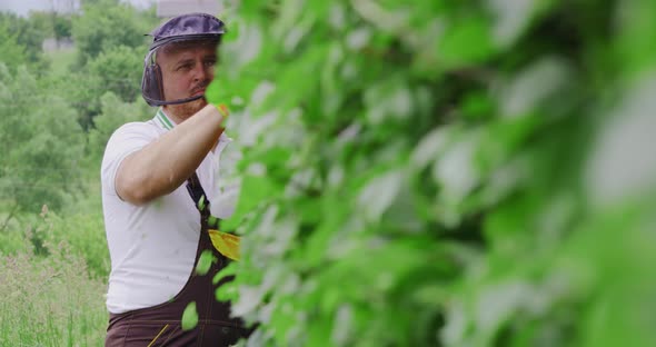 Man Cutting Hedge with Electric Trimming Machine alt