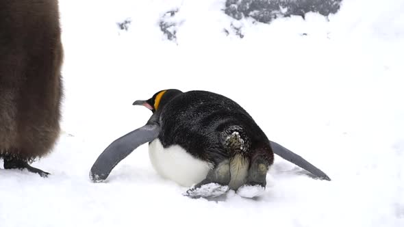 Close Up Of Penguin Shaking Tail alt