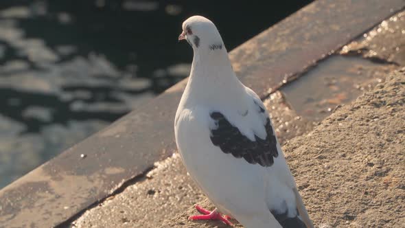 Pigeon Sitting On the Beach