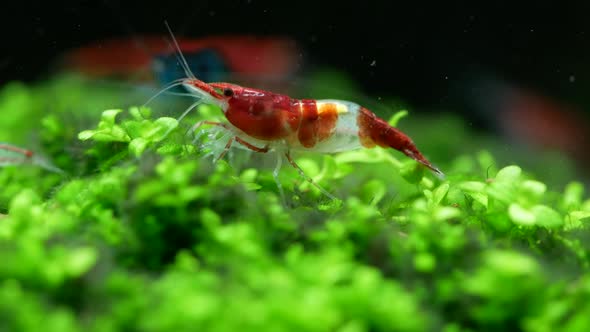 Red sushi dwarf shrimp stay on green aquatic plant in fresh water aquarium tank alt