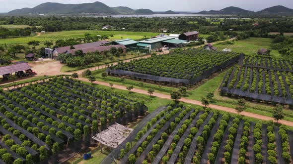 Aerial view of Kampot pepper plantation, Phnom Voar mountain, Cambodia. alt