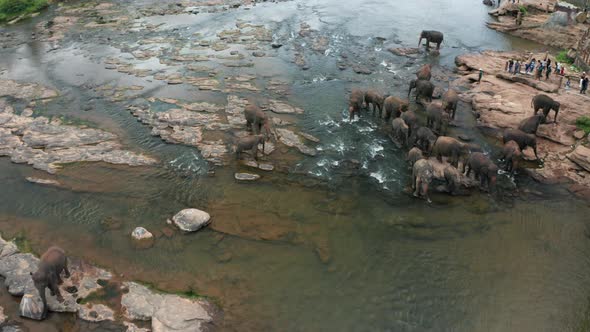 Elephants Bathing in the River. Pinnawala Elephant Orphanage. Sri Lanka. alt