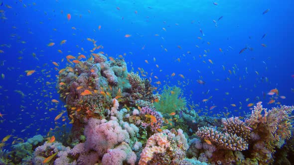 Tropical Colorful Underwater Seascape, Stock Footage | VideoHive