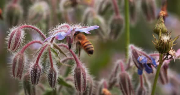 European Honey Bee, apis mellifera, Bee Booting a Borage Flower, Pollination Act, Normandy alt