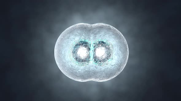 3D rendered Animation of Cell Replication