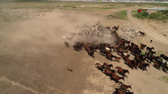 Horse Racing Slow Motion alt