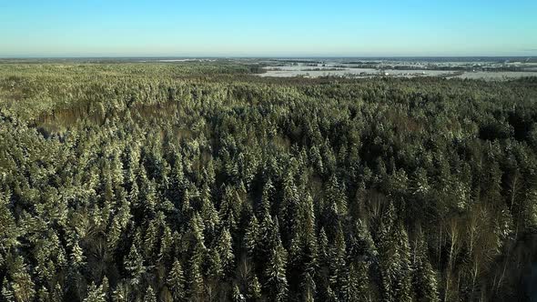 Russian Forests That Will Soon Be Cut Down and Sold to China