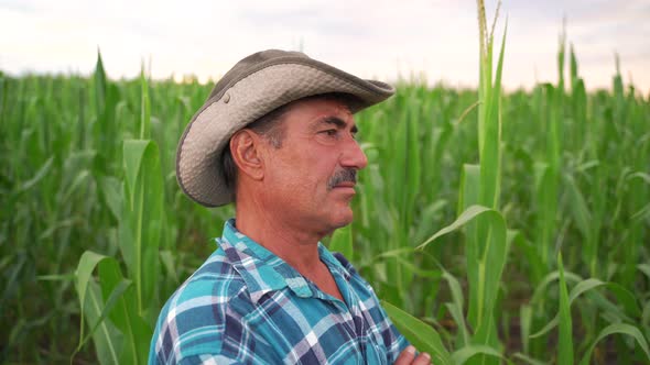 Side View of a Farmer Standing in Cultivated Corn Crops alt