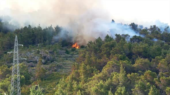 Fire Burning In Forest