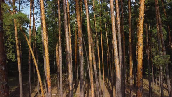 Tree Trunks in a Pine Forest