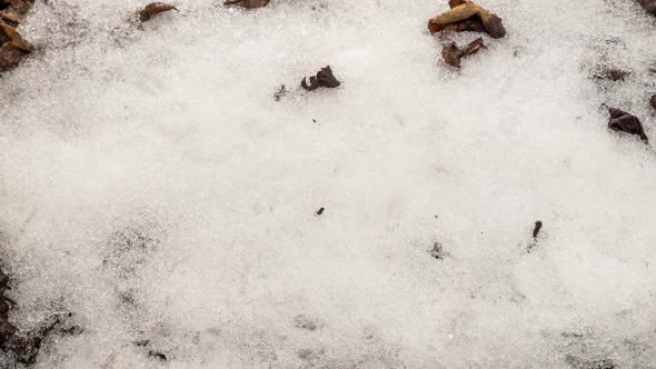 Snow Melting Spring Forest Leaves alt
