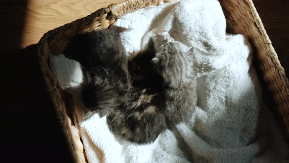 Slow Motion and Close Up Top View of Portrait of Little Newborn Gray Kittens Sitting in a Basket at alt