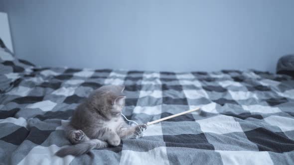 Thoroughbred Purebred Baby Cat Scottish Straight Gray with Stripes Color Cheerfully and Actively alt