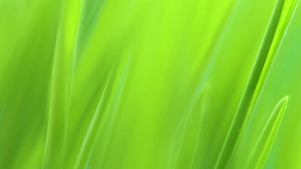 Summer background with close-up of green grass