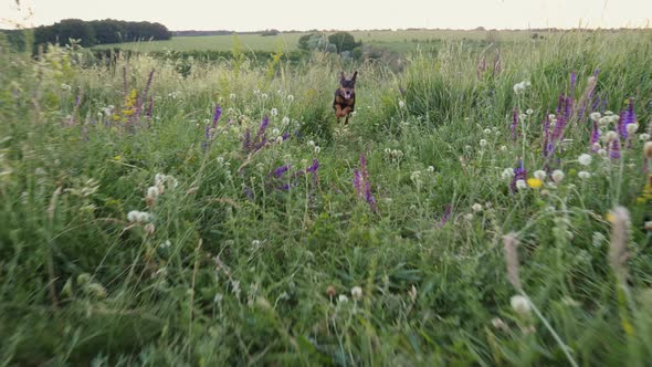 Little Dog Runs Jumping on a Meadow in Wildflowers alt