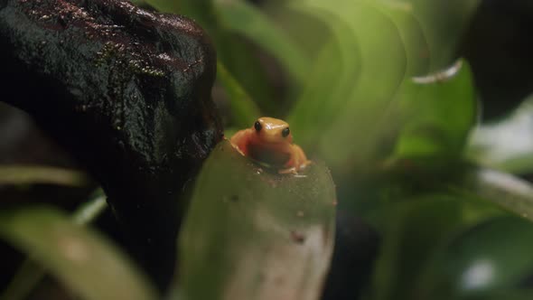 Madagascar Endemic Frog Golden Mantella alt