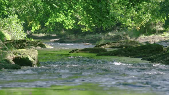 Dramatic river races downstream under forest canopy, slow motion alt