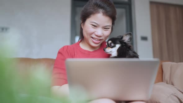 asian female working hand typing laptop with black chihuahua dog on sofa together