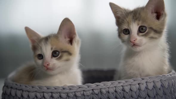 Two Kittens Look Around From a Small Wicker Basket