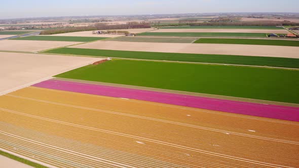 Aerial View Of Neat Colourful Rows Of Tulips In Field Located At Hoeksche Waard. Orbit Motion alt