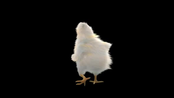 30 Baby Chicks Dancing HD alt
