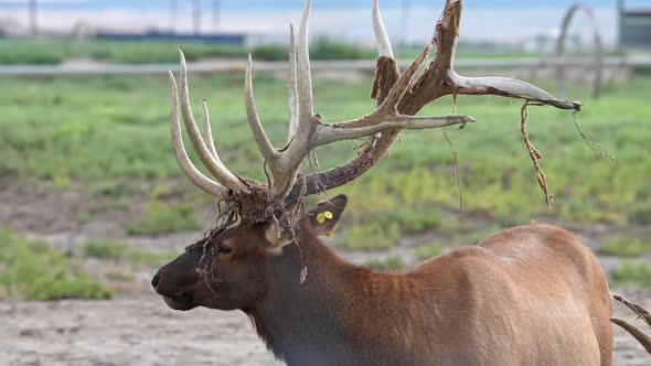 Bull Elk with velvet shredded on antlers and wire wrapped around them alt