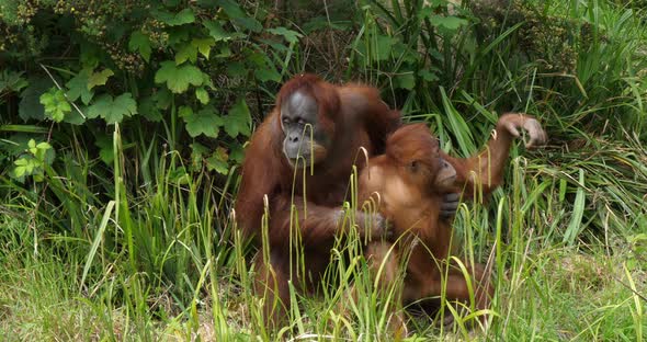Orang Utan, pongo pygmaeus, Mother playing with Young, slow motion 4K alt