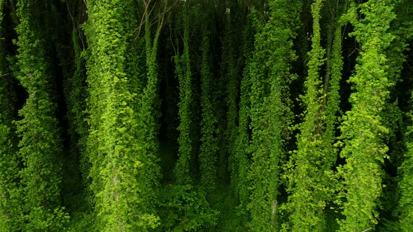 Big Trees In The Forest alt