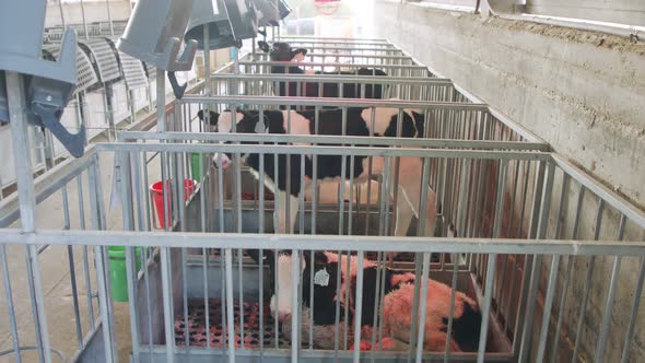 Young newborn calves in cages in a dairy farm alt