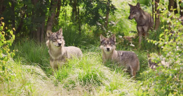 Wolves in a Large Wolf Pack Walking in the Forest