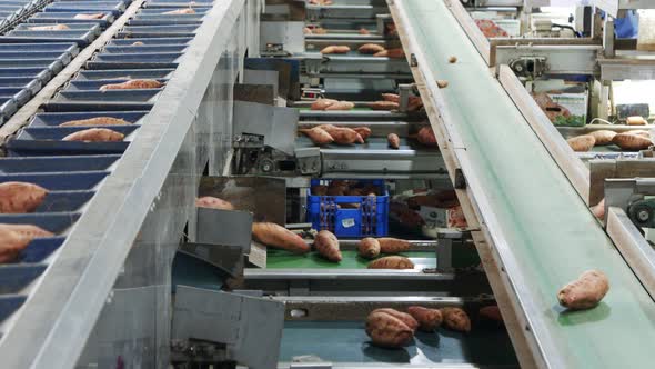 Sorting of and packing sweet potatoes in an agricultural packing facility